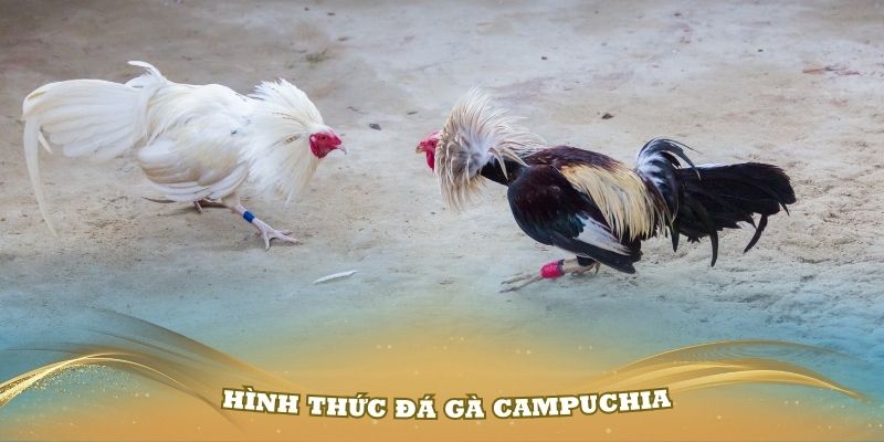 Giới thiệu về hình thức đá gà Campuchia đang Hot trên các nền tảng