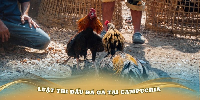 Tìm hiểu về luật thi đấu đá gà tại Campuchia